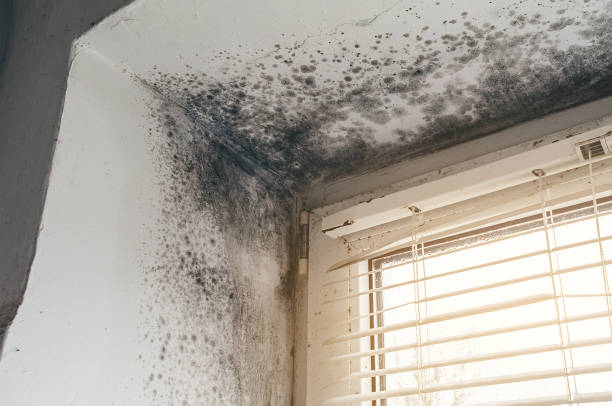 Affordable Bathroom Mold Removal solutions in Bowie, TX