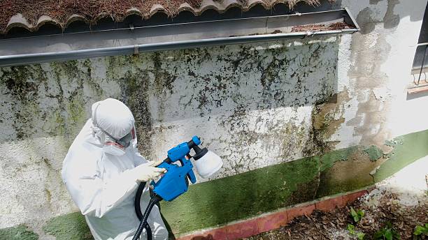 Top rated local Bathroom Mold Removal specialists in Bowie, TX